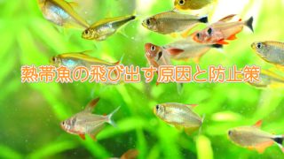 Thumbnail of post image 029